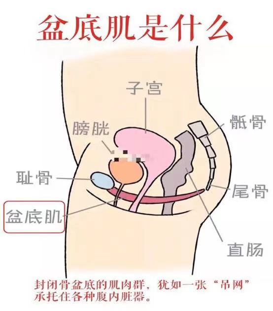 你与健康辣妈的差别 是一个盆底康复的距离